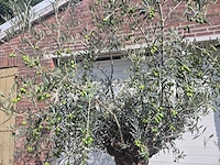 Olijfboom bonsai - olea europaea - 75 jaar oud - hoogte ca. 230 cm - afbeelding 3 van  5