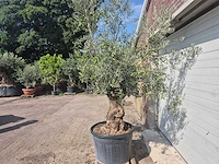 Olijfboom bonsai - olea europaea - 75 jaar oud - hoogte ca. 230 cm - afbeelding 4 van  5