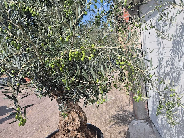 Olijfboom bonsai - olea europaea - 75 jaar oud - hoogte ca. 230 cm - afbeelding 5 van  5