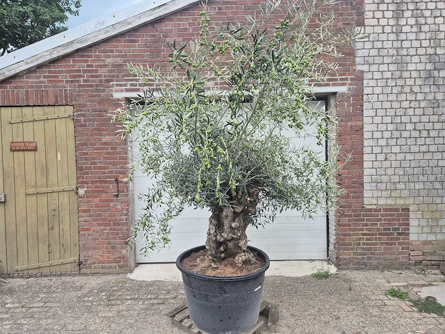 Olijfboom bonsai - olea europaea - 75 jaar oud - hoogte ca. 230 cm - afbeelding 1 van  7