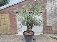 Olijfboom bonsai - olea europaea - 75 jaar oud - hoogte ca. 230 cm - afbeelding 1 van  7