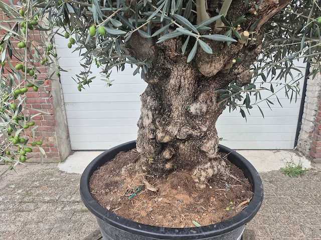 Olijfboom bonsai - olea europaea - 75 jaar oud - hoogte ca. 230 cm - afbeelding 2 van  7