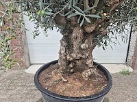 Olijfboom bonsai - olea europaea - 75 jaar oud - hoogte ca. 230 cm - afbeelding 2 van  7
