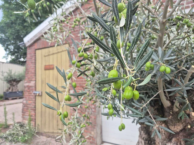Olijfboom bonsai - olea europaea - 75 jaar oud - hoogte ca. 230 cm - afbeelding 3 van  7