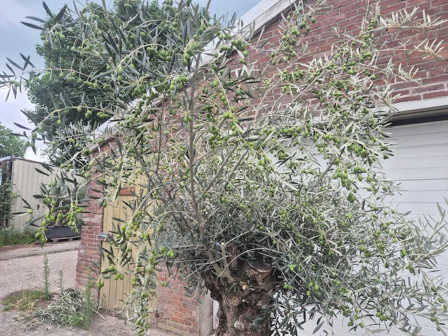 Olijfboom bonsai - olea europaea - 75 jaar oud - hoogte ca. 230 cm - afbeelding 4 van  7