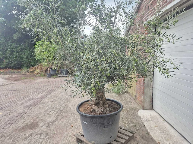 Olijfboom bonsai - olea europaea - 75 jaar oud - hoogte ca. 230 cm - afbeelding 5 van  7