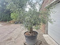Olijfboom bonsai - olea europaea - 75 jaar oud - hoogte ca. 230 cm - afbeelding 5 van  7