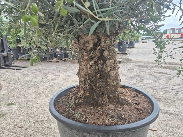 Olijfboom bonsai - olea europaea - 75 jaar oud - hoogte ca. 230 cm - afbeelding 6 van  7