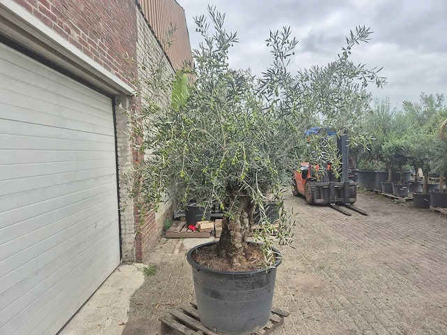 Olijfboom bonsai - olea europaea - 75 jaar oud - hoogte ca. 230 cm - afbeelding 7 van  7