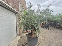 Olijfboom bonsai - olea europaea - 75 jaar oud - hoogte ca. 230 cm - afbeelding 7 van  7