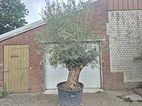 Olijfboom bonsai - olea europaea - 75 jaar oud - hoogte ca. 230 cm - afbeelding 1 van  7