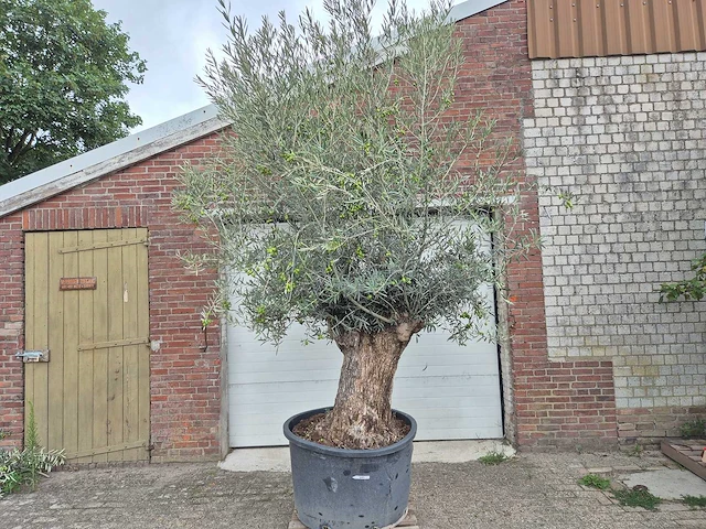 Olijfboom bonsai - olea europaea - 75 jaar oud - hoogte ca. 230 cm - afbeelding 2 van  7