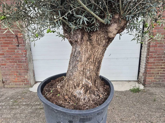 Olijfboom bonsai - olea europaea - 75 jaar oud - hoogte ca. 230 cm - afbeelding 3 van  7