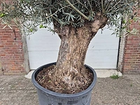 Olijfboom bonsai - olea europaea - 75 jaar oud - hoogte ca. 230 cm - afbeelding 3 van  7