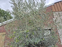 Olijfboom bonsai - olea europaea - 75 jaar oud - hoogte ca. 230 cm - afbeelding 4 van  7