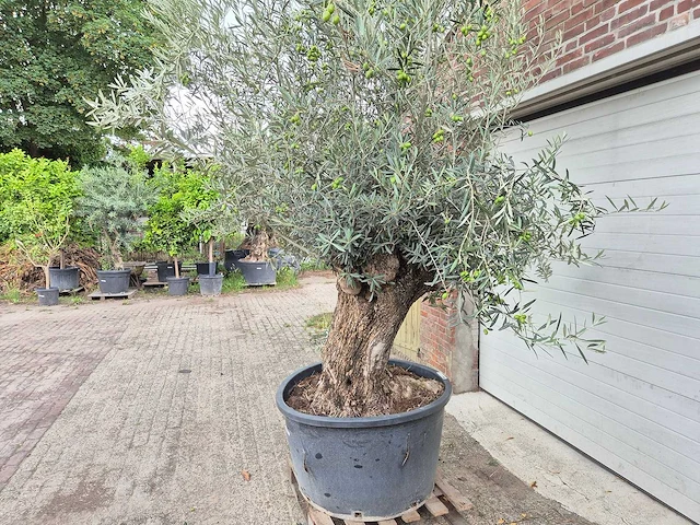Olijfboom bonsai - olea europaea - 75 jaar oud - hoogte ca. 230 cm - afbeelding 5 van  7