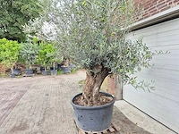 Olijfboom bonsai - olea europaea - 75 jaar oud - hoogte ca. 230 cm - afbeelding 5 van  7