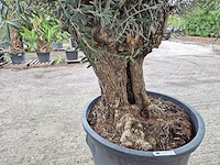 Olijfboom bonsai - olea europaea - 75 jaar oud - hoogte ca. 230 cm - afbeelding 6 van  7