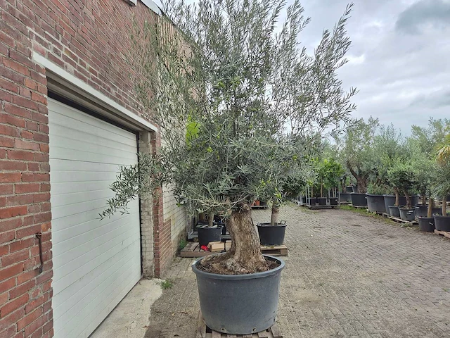 Olijfboom bonsai - olea europaea - 75 jaar oud - hoogte ca. 230 cm - afbeelding 7 van  7