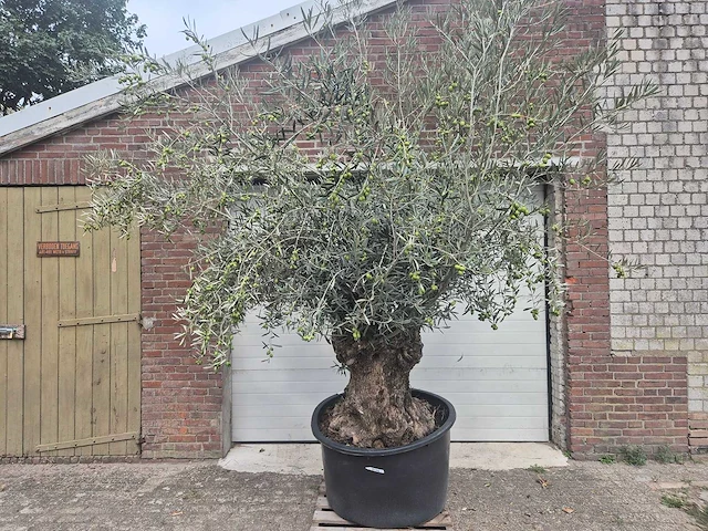 Olijfboom bonsai - olea europaea - 75 jaar oud - hoogte ca. 230 cm - afbeelding 1 van  6