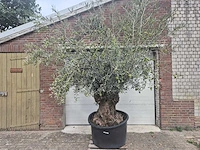 Olijfboom bonsai - olea europaea - 75 jaar oud - hoogte ca. 230 cm - afbeelding 1 van  6