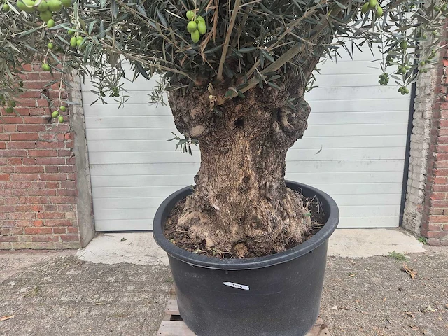 Olijfboom bonsai - olea europaea - 75 jaar oud - hoogte ca. 230 cm - afbeelding 2 van  6