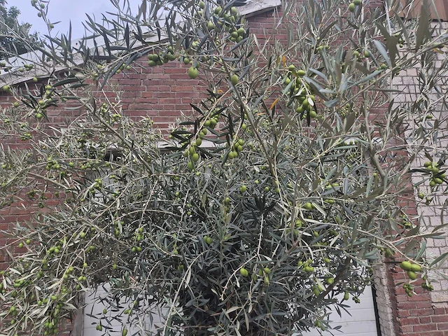 Olijfboom bonsai - olea europaea - 75 jaar oud - hoogte ca. 230 cm - afbeelding 3 van  6