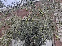 Olijfboom bonsai - olea europaea - 75 jaar oud - hoogte ca. 230 cm - afbeelding 3 van  6