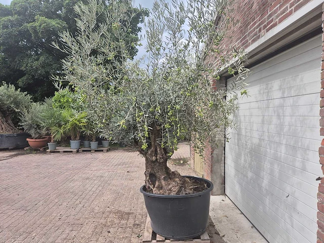 Olijfboom bonsai - olea europaea - 75 jaar oud - hoogte ca. 230 cm - afbeelding 4 van  6
