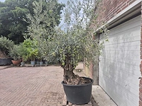 Olijfboom bonsai - olea europaea - 75 jaar oud - hoogte ca. 230 cm - afbeelding 4 van  6