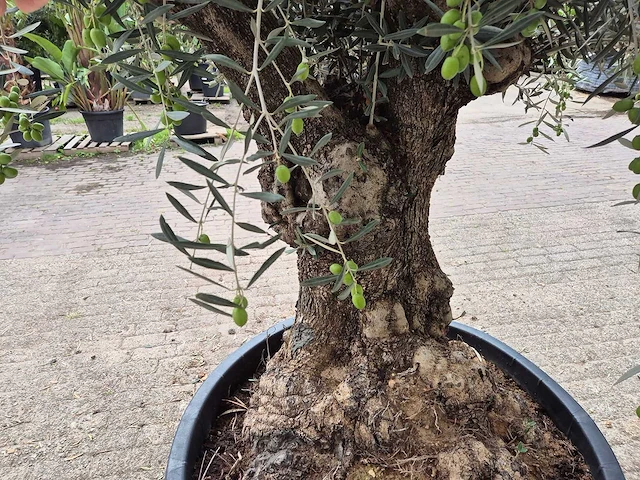 Olijfboom bonsai - olea europaea - 75 jaar oud - hoogte ca. 230 cm - afbeelding 5 van  6