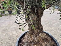 Olijfboom bonsai - olea europaea - 75 jaar oud - hoogte ca. 230 cm - afbeelding 5 van  6