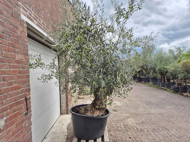 Olijfboom bonsai - olea europaea - 75 jaar oud - hoogte ca. 230 cm - afbeelding 6 van  6