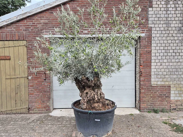 Olijfboom bonsai - olea europaea - 75 jaar oud - hoogte ca. 230 cm - afbeelding 1 van  6