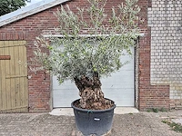 Olijfboom bonsai - olea europaea - 75 jaar oud - hoogte ca. 230 cm - afbeelding 1 van  6
