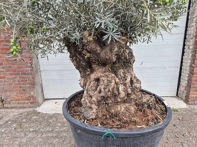 Olijfboom bonsai - olea europaea - 75 jaar oud - hoogte ca. 230 cm - afbeelding 2 van  6
