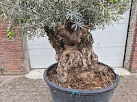Olijfboom bonsai - olea europaea - 75 jaar oud - hoogte ca. 230 cm - afbeelding 2 van  6