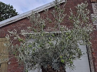 Olijfboom bonsai - olea europaea - 75 jaar oud - hoogte ca. 230 cm - afbeelding 3 van  6