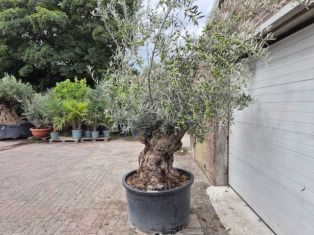 Olijfboom bonsai - olea europaea - 75 jaar oud - hoogte ca. 230 cm - afbeelding 4 van  6