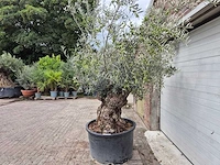 Olijfboom bonsai - olea europaea - 75 jaar oud - hoogte ca. 230 cm - afbeelding 4 van  6