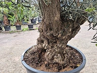 Olijfboom bonsai - olea europaea - 75 jaar oud - hoogte ca. 230 cm - afbeelding 5 van  6