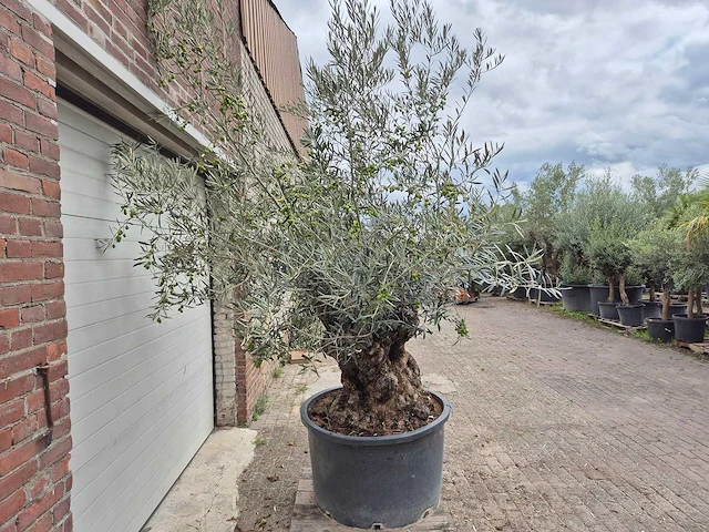 Olijfboom bonsai - olea europaea - 75 jaar oud - hoogte ca. 230 cm - afbeelding 6 van  6