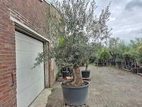 Olijfboom bonsai - olea europaea - 75 jaar oud - hoogte ca. 230 cm - afbeelding 7 van  7