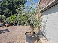 Olijfboom bonsai - olea europaea - 75 jaar oud - hoogte ca. 230 cm - afbeelding 4 van  5