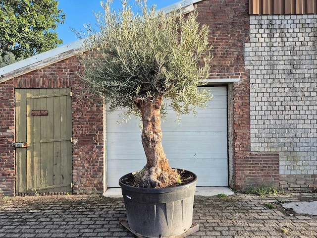 Olijfboom bonsai - olea europaea - 75 jaar oud - hoogte ca. 280 cm - afbeelding 1 van  7