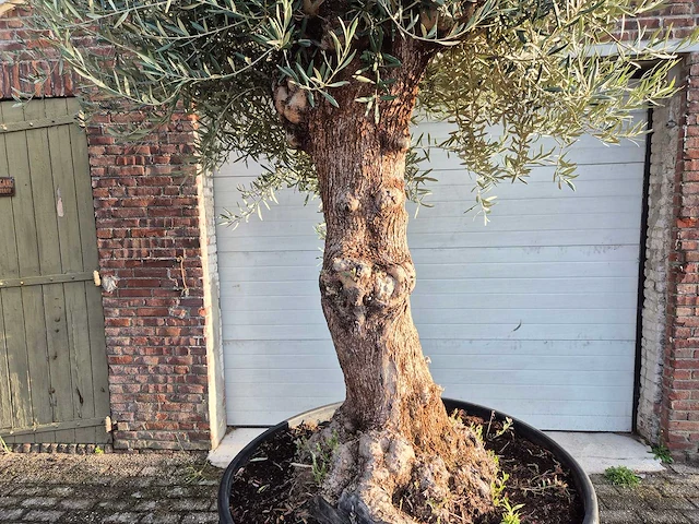 Olijfboom bonsai - olea europaea - 75 jaar oud - hoogte ca. 280 cm - afbeelding 2 van  7