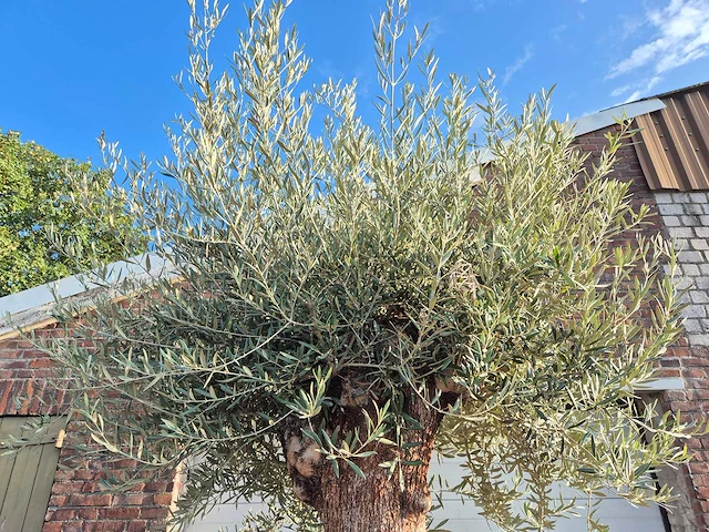 Olijfboom bonsai - olea europaea - 75 jaar oud - hoogte ca. 280 cm - afbeelding 3 van  7