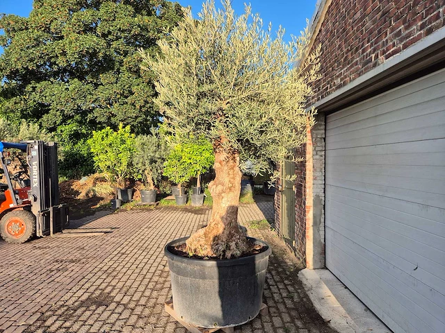 Olijfboom bonsai - olea europaea - 75 jaar oud - hoogte ca. 280 cm - afbeelding 4 van  7