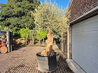 Olijfboom bonsai - olea europaea - 75 jaar oud - hoogte ca. 280 cm - afbeelding 4 van  7