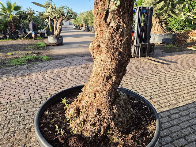 Olijfboom bonsai - olea europaea - 75 jaar oud - hoogte ca. 280 cm - afbeelding 5 van  7